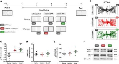 Implication of Extracellular Signal-Regulated Kinase in the Expression of Natural Reward: Evidence Not Found